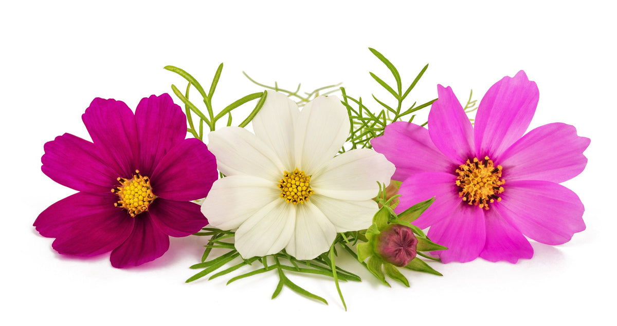 300 Mixed Colors DWARF COSMOS Bipinnatus Red Pink White Fast Growing Flower Seeds