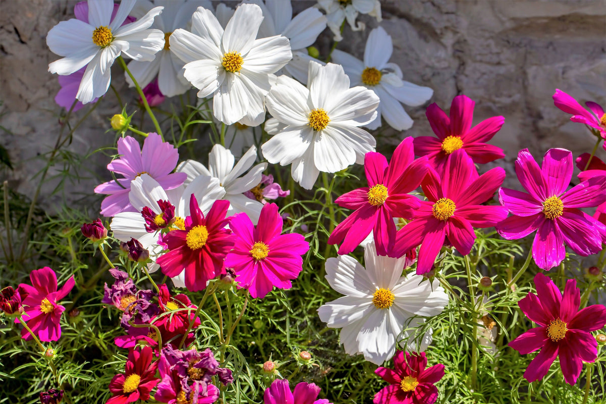 300 Mixed Colors DWARF COSMOS Bipinnatus Red Pink White Fast Growing Flower Seeds