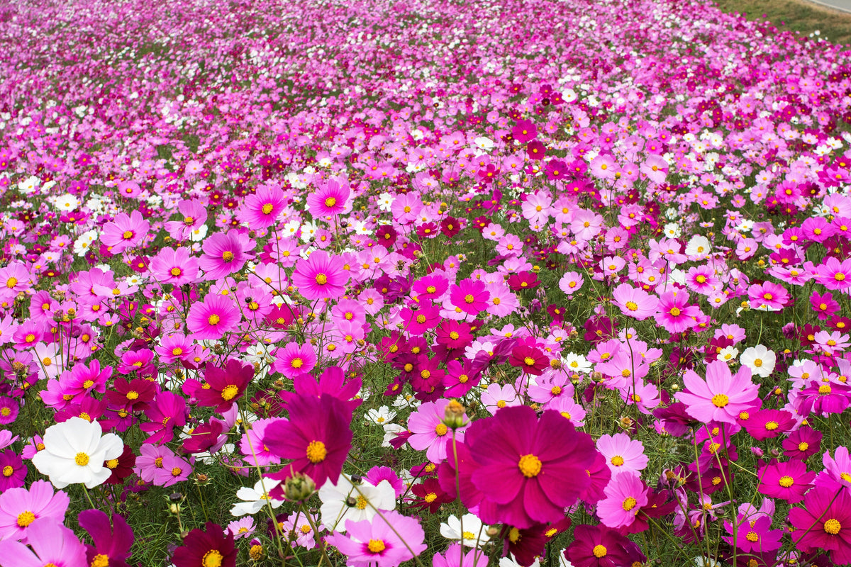 300 Mixed Colors DWARF COSMOS Bipinnatus Red Pink White Fast Growing Flower Seeds