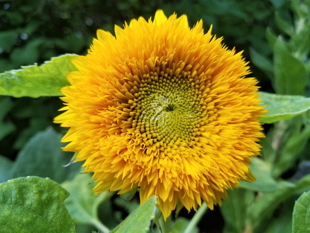 100 Double DWARF SUNGOLD SUNFLOWER Helianthus Annuus Yellow Teddy Bear Type Flower Seeds
