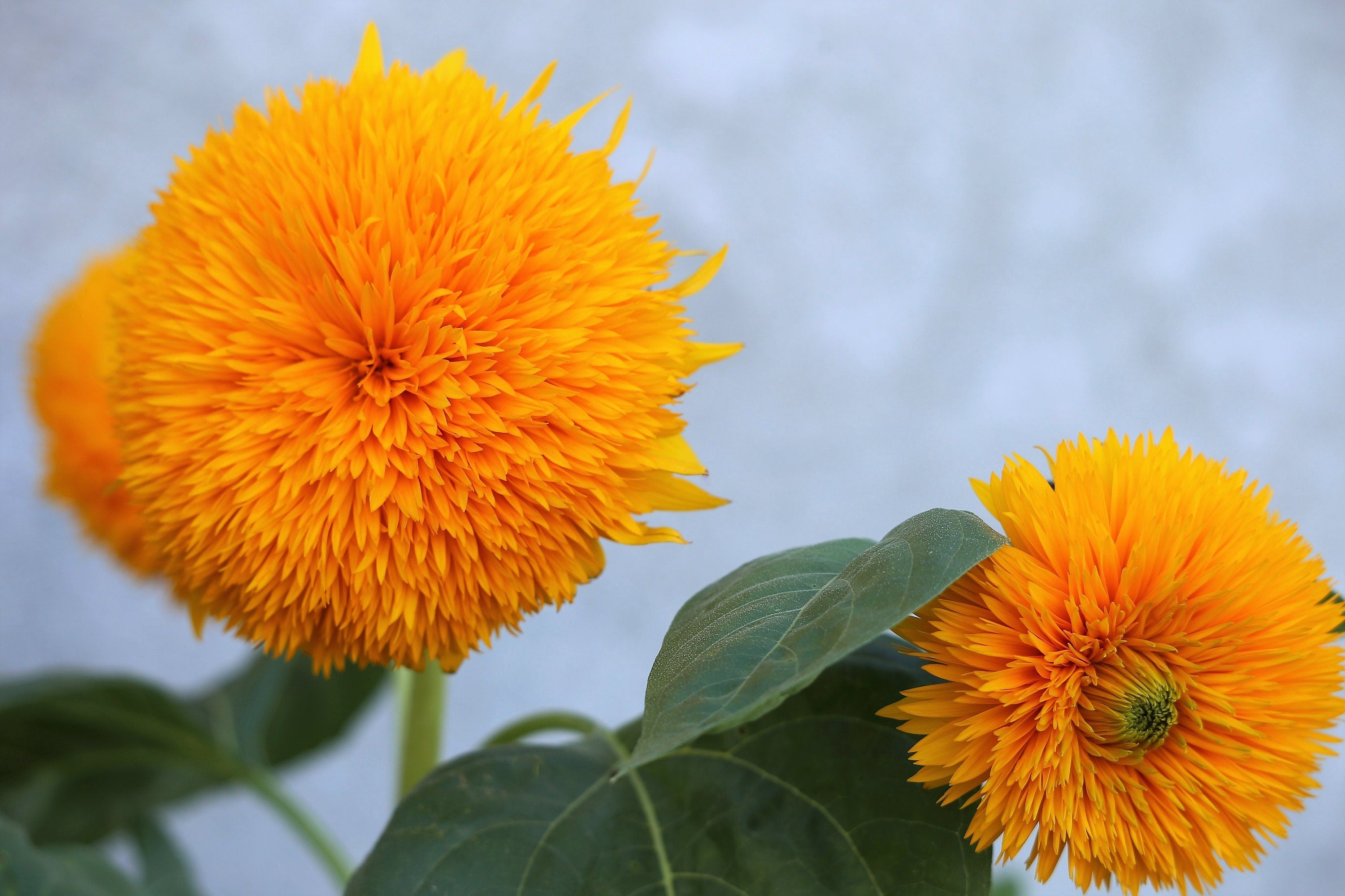 100 Double DWARF SUNGOLD SUNFLOWER Helianthus Annuus Yellow Teddy Bear Type Flower Seeds
