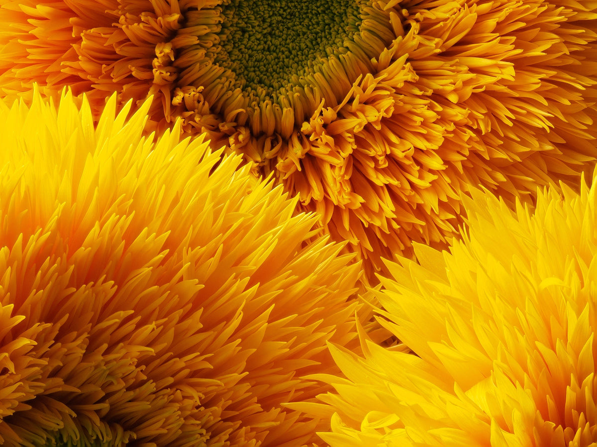 100 Double DWARF SUNGOLD SUNFLOWER Helianthus Annuus Yellow Teddy Bear Type Flower Seeds