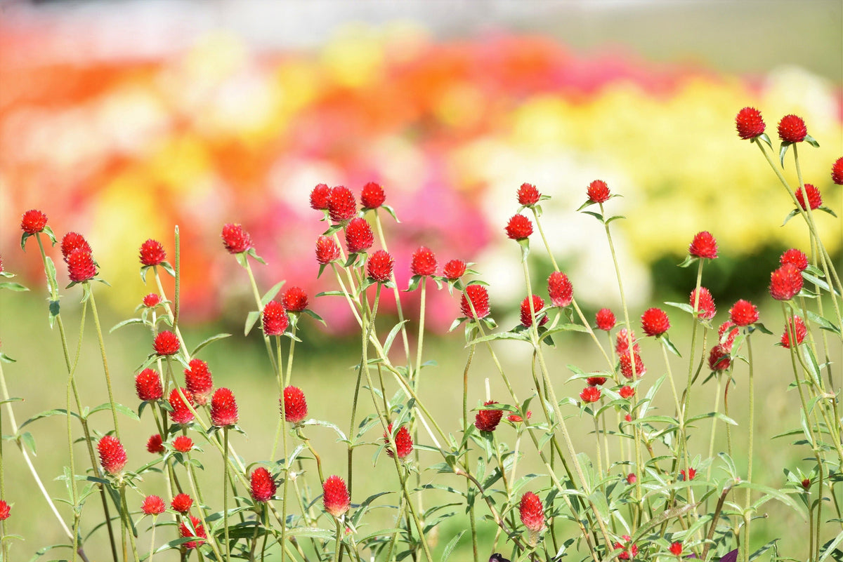50 STRAWBERRY FIELDS GOMPHRENA Haageana Rio Grande Globe Amaranth Scarlet Red Flower Seeds