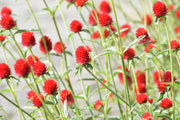 50 STRAWBERRY FIELDS GOMPHRENA Haageana Rio Grande Globe Amaranth Scarlet Red Flower Seeds