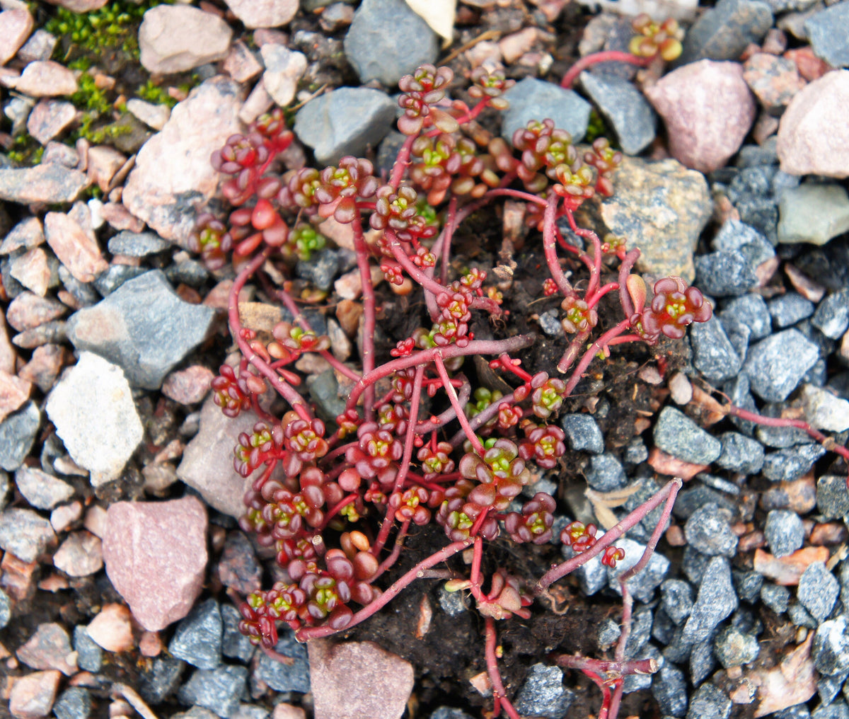 50 OREGON STONECROP Sedum Oreganum - Green Bronze Orange Red Succulent Foliage - Native Yellow Groundcover Flower Seeds