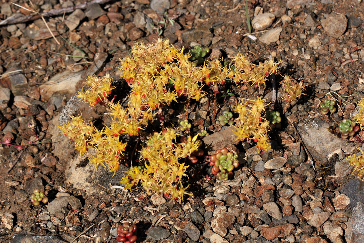 50 OREGON STONECROP Sedum Oreganum - Green Bronze Orange Red Succulent Foliage - Native Yellow Groundcover Flower Seeds