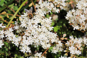 50 OKTOBERFEST SEDUM Acre Gold Moss Stonecrop Succulent Groundcover White Flower Seeds