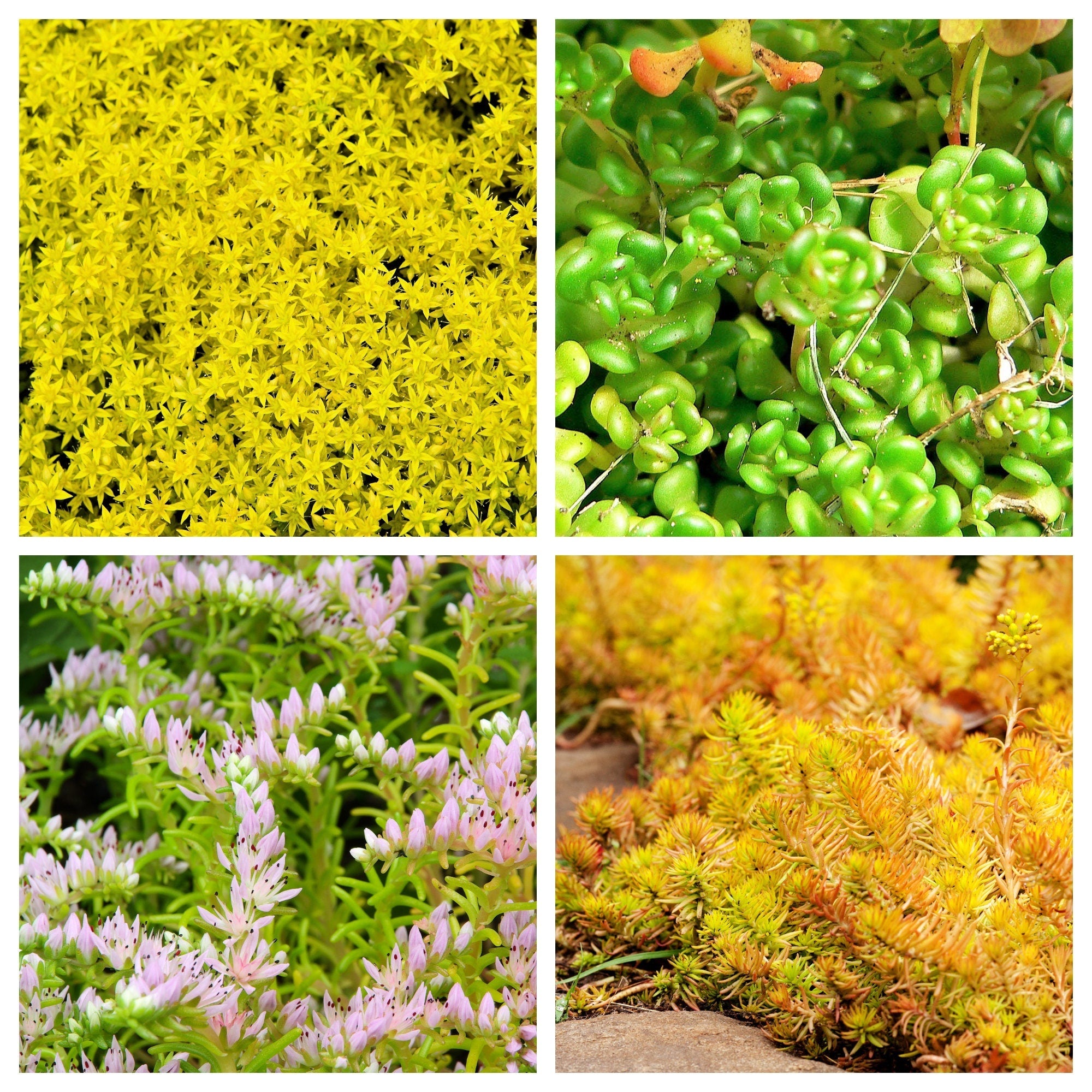 150 MIXED SEDUM Stonecrop Succulent Groundcover Red White Yellow Pink Purple Flower Seeds