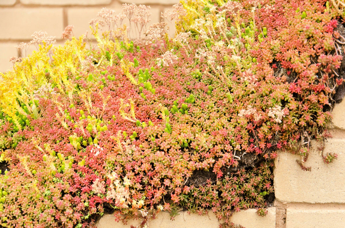 150 MIXED SEDUM Stonecrop Succulent Groundcover Red White Yellow Pink Purple Flower Seeds