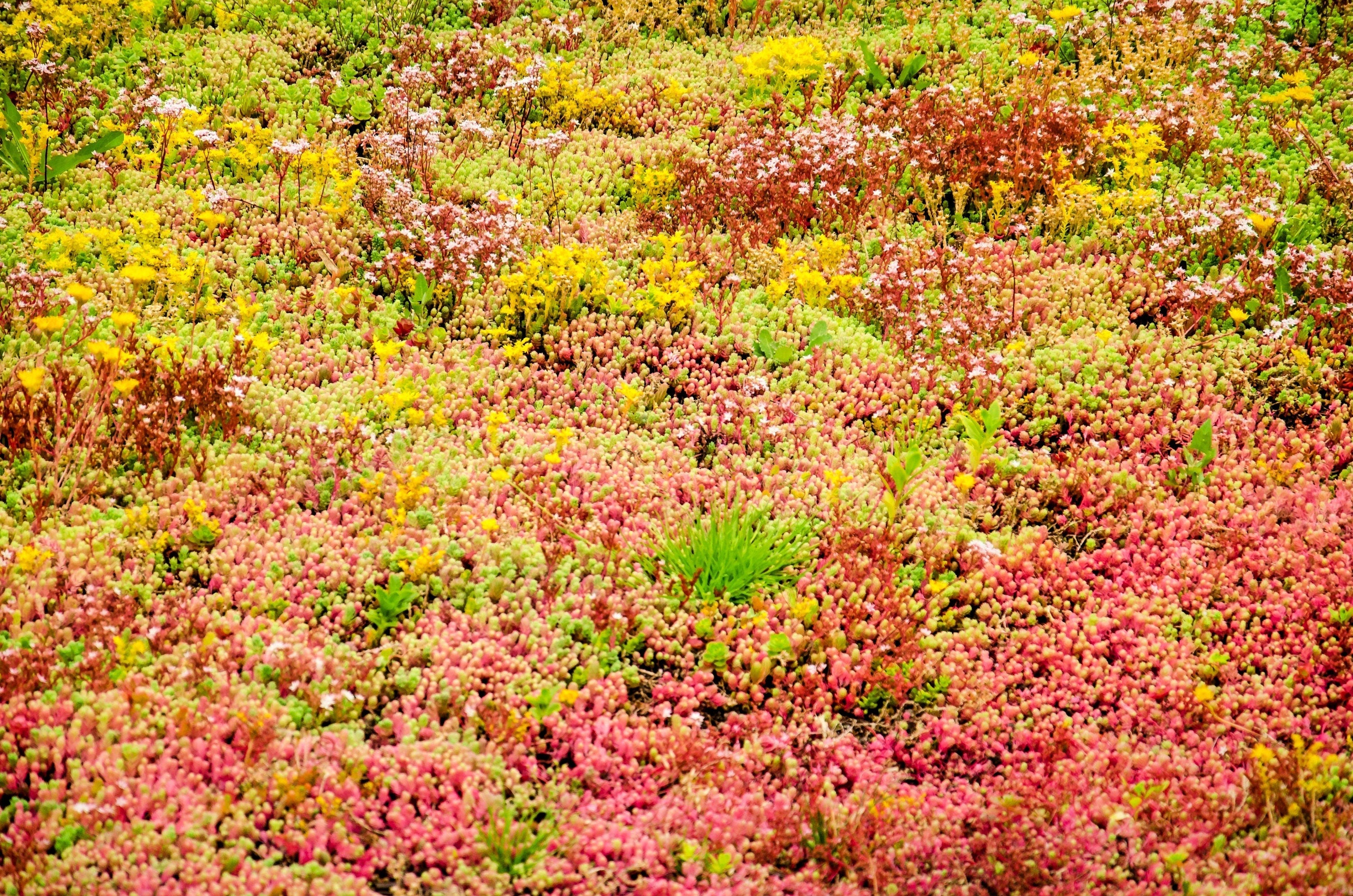 150 MIXED SEDUM Stonecrop Succulent Groundcover Red White Yellow Pink Purple Flower Seeds