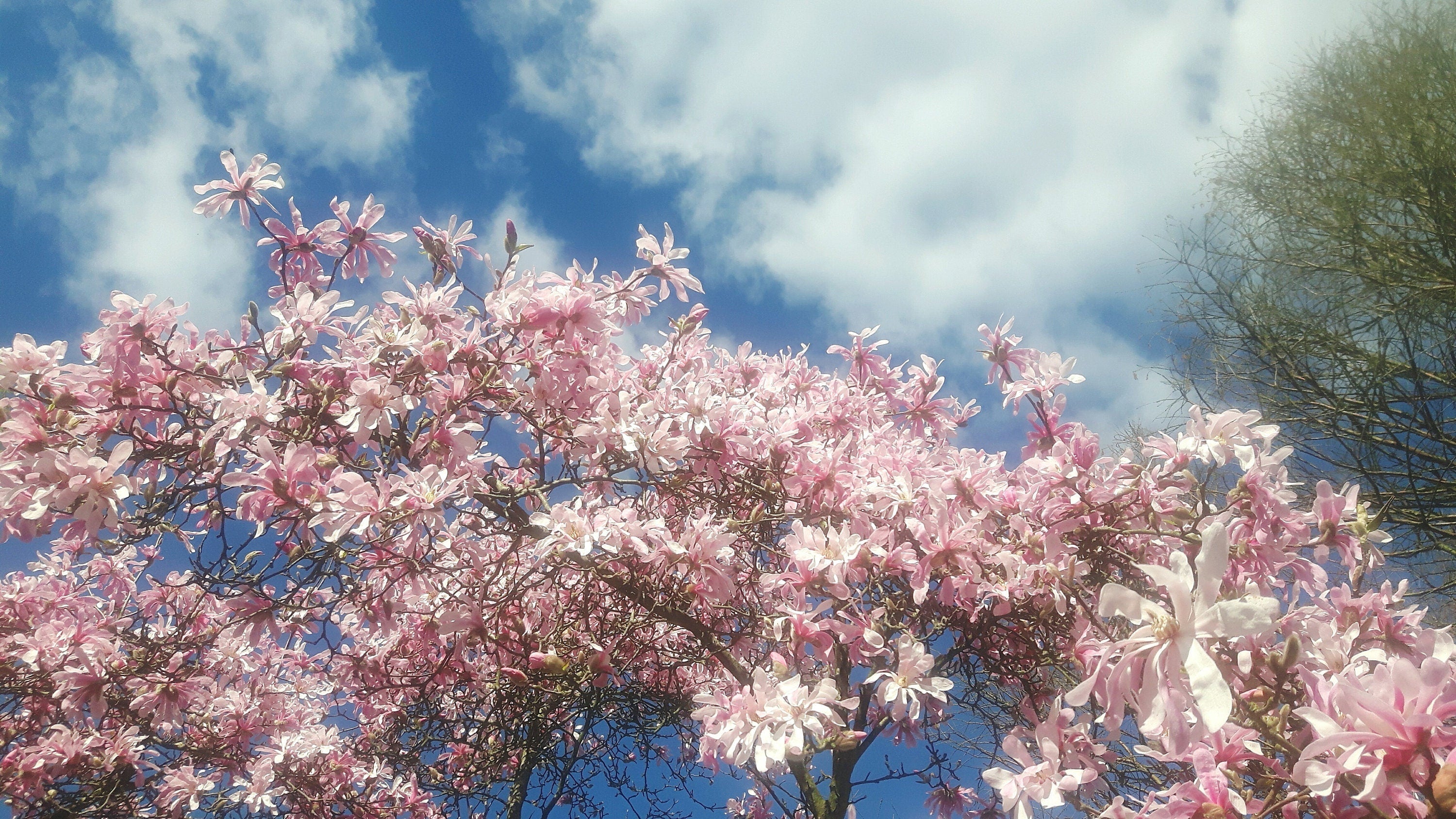 5 LOEBNER MAGNOLIA Loebneri TREE Shrub Seeds - Cross of M Stellata & Kobus - Fragrant Pink White Huge 3 - 5" Wide Flowers