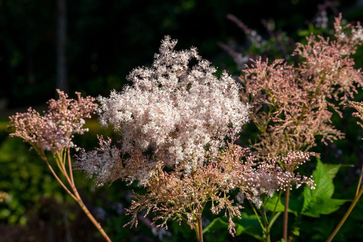 100 SIBERIAN MEADOWSWEET Filipendula Palmata Meadow Sweet Pink White Flower Seeds