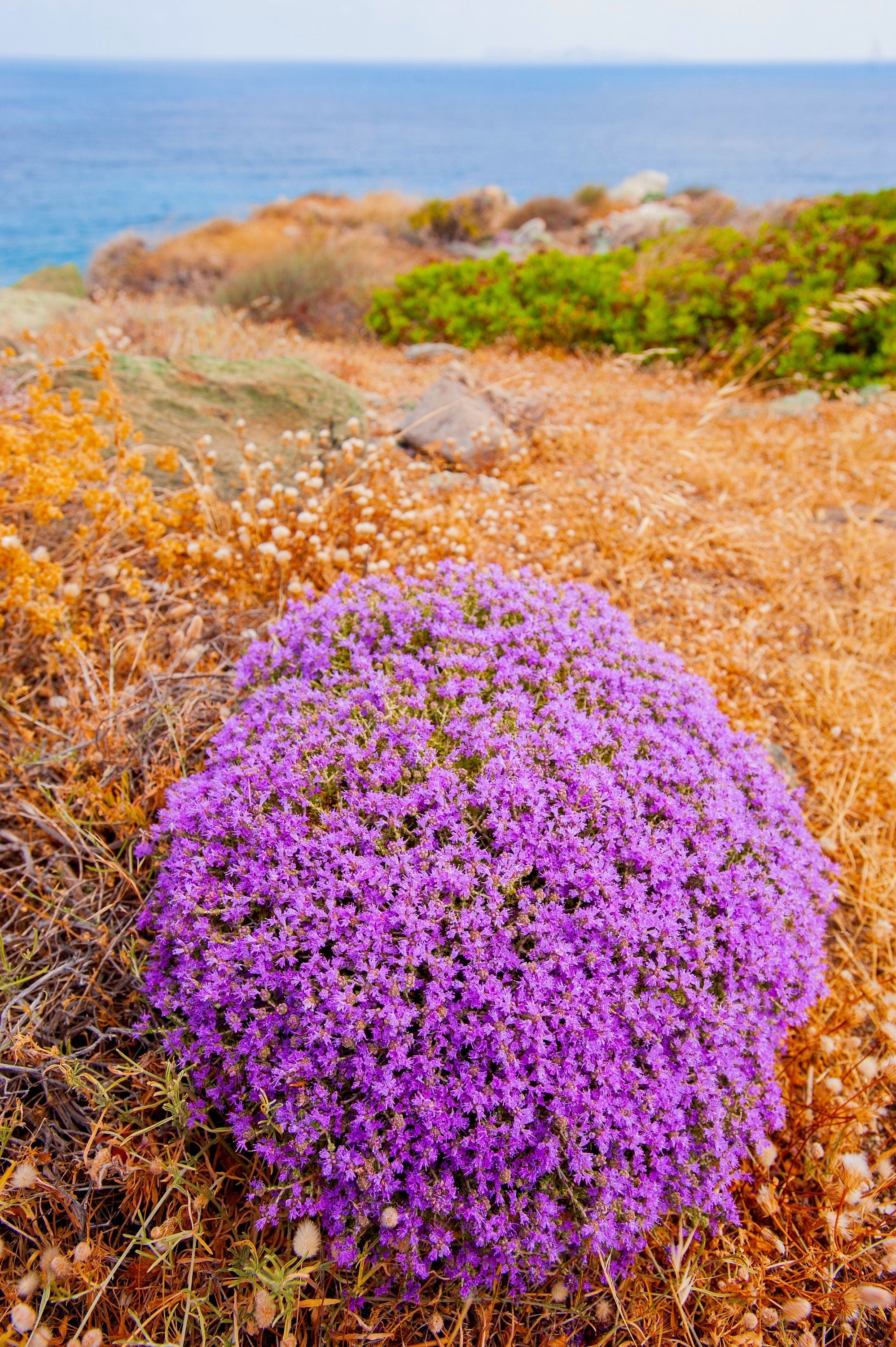 40 CONEHEAD THYME Thymus Capitatus syn. Thymbra Capitata Mediterranean aka Spanish Oregano Persian Hyssop Herb Purple Flower Seeds