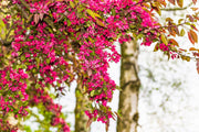 25 RED FLOWERING CURRANT Ribes Sanguineum aka Blood Currant Edible Fruit Blue Black Berries Shrub Seeds
