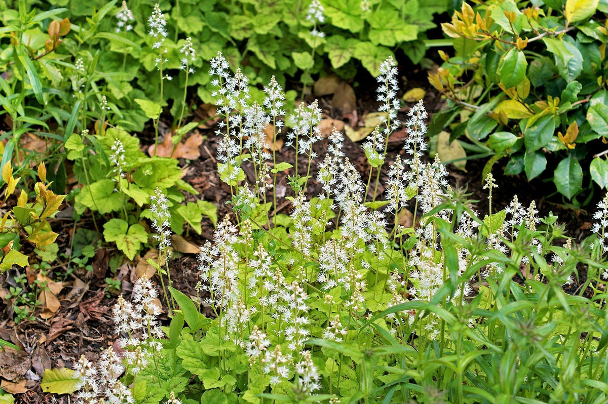 20 FILIGRAN FOAMFLOWER White & Pink Tiarella Polyphylla Laceflower Shade Flower Seeds