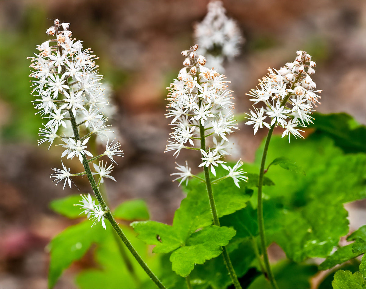 20 FILIGRAN FOAMFLOWER White & Pink Tiarella Polyphylla Laceflower Shade Flower Seeds