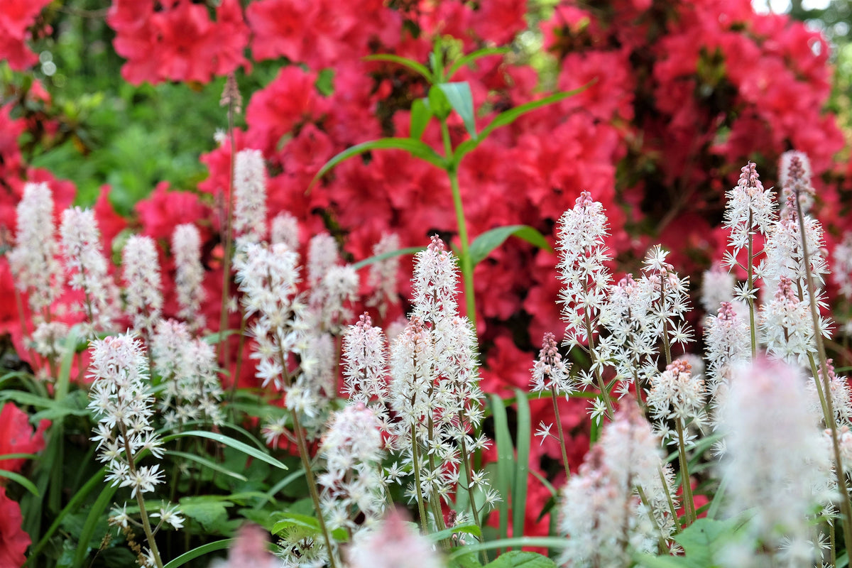 20 FILIGRAN FOAMFLOWER White & Pink Tiarella Polyphylla Laceflower Shade Flower Seeds