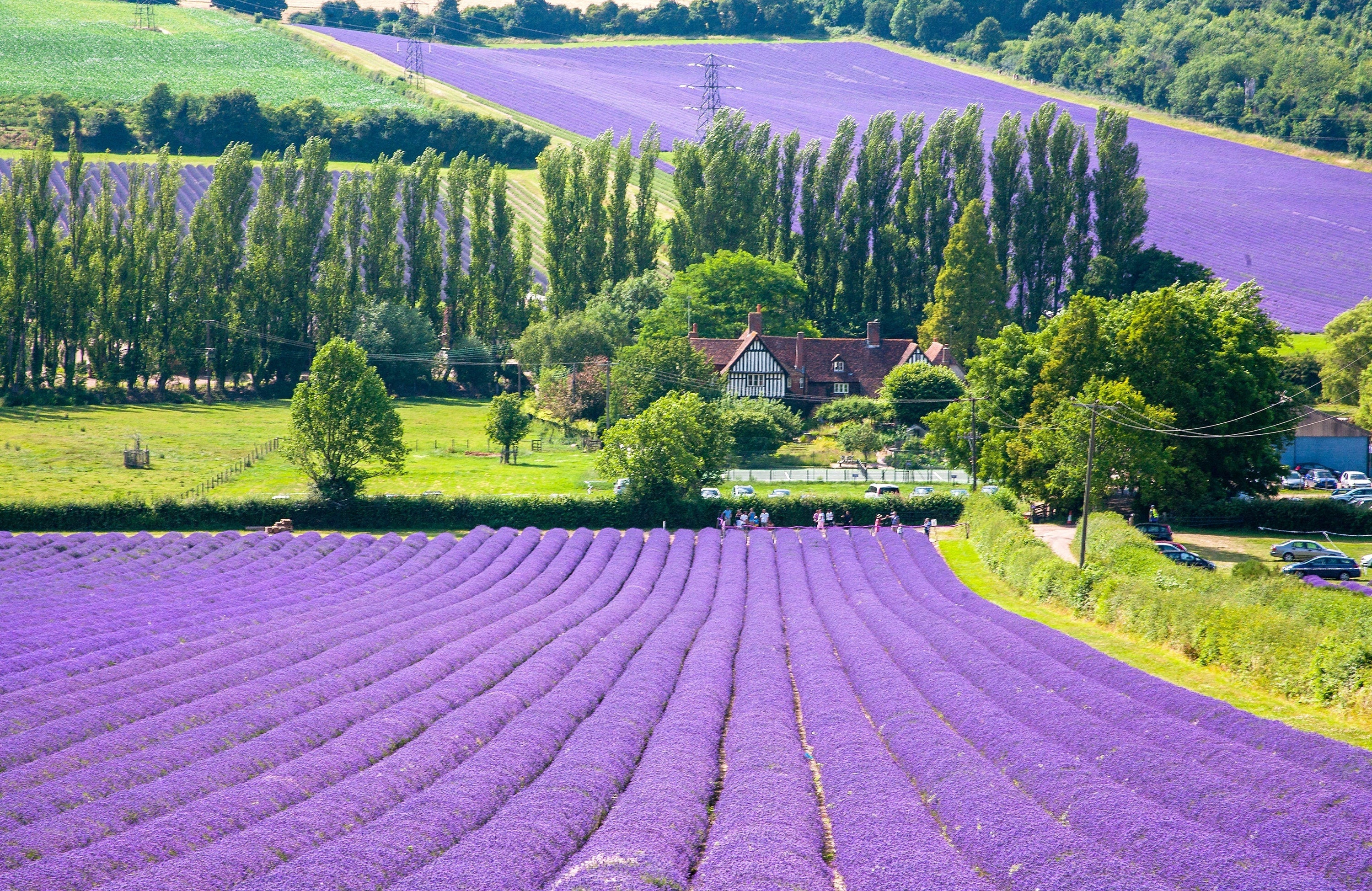 20 DWARF MUNSTEAD LAVENDER Blue English Lavandula Angustifolia Munstead Purple Fragrant Flower Herb Seeds