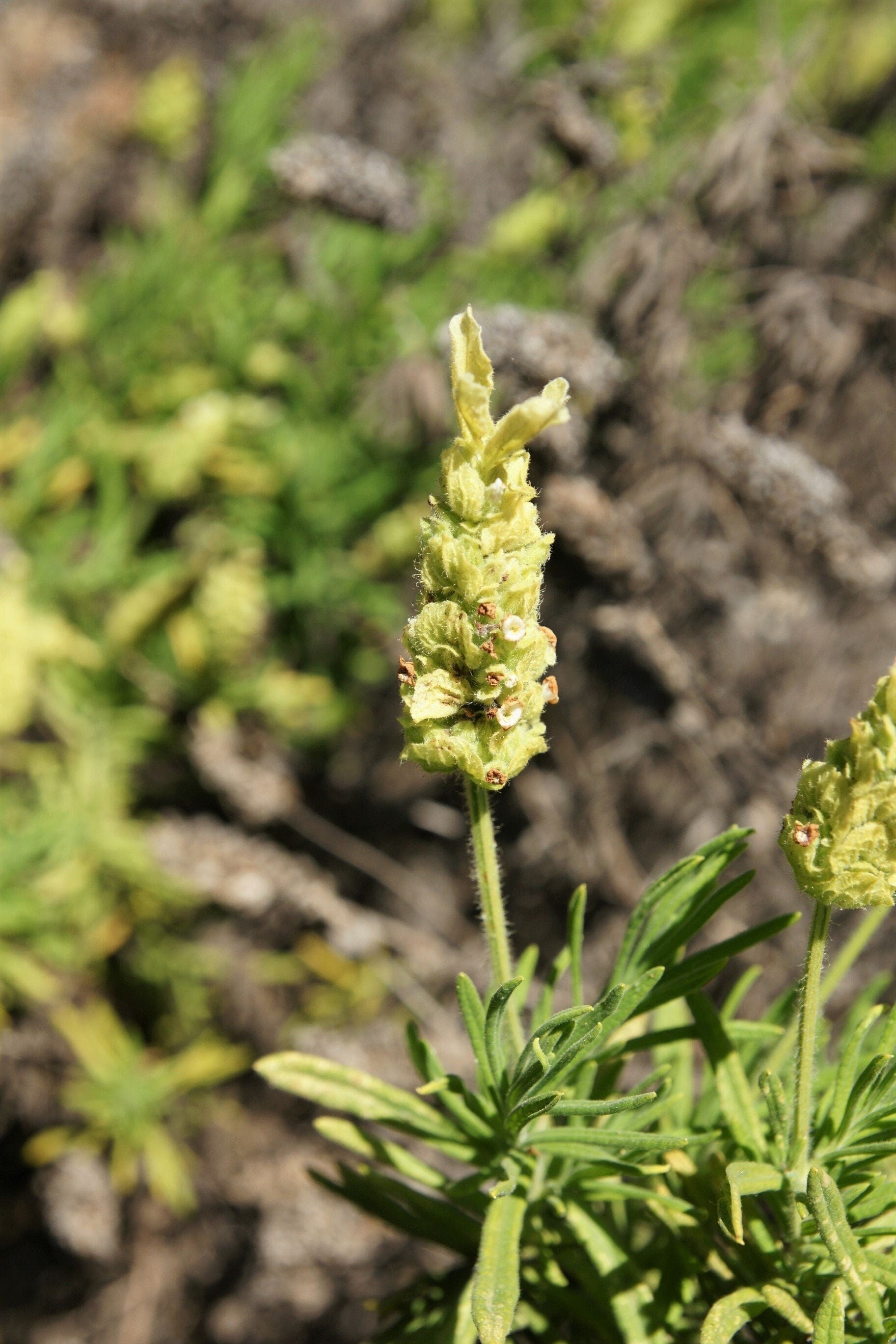 20 YELLOW LAVENDER Lavandula Viridis aka Canary Island, Green, White, Spanish, Portuguese, Madeira, Lemon Fragrant Flower Herb Seeds