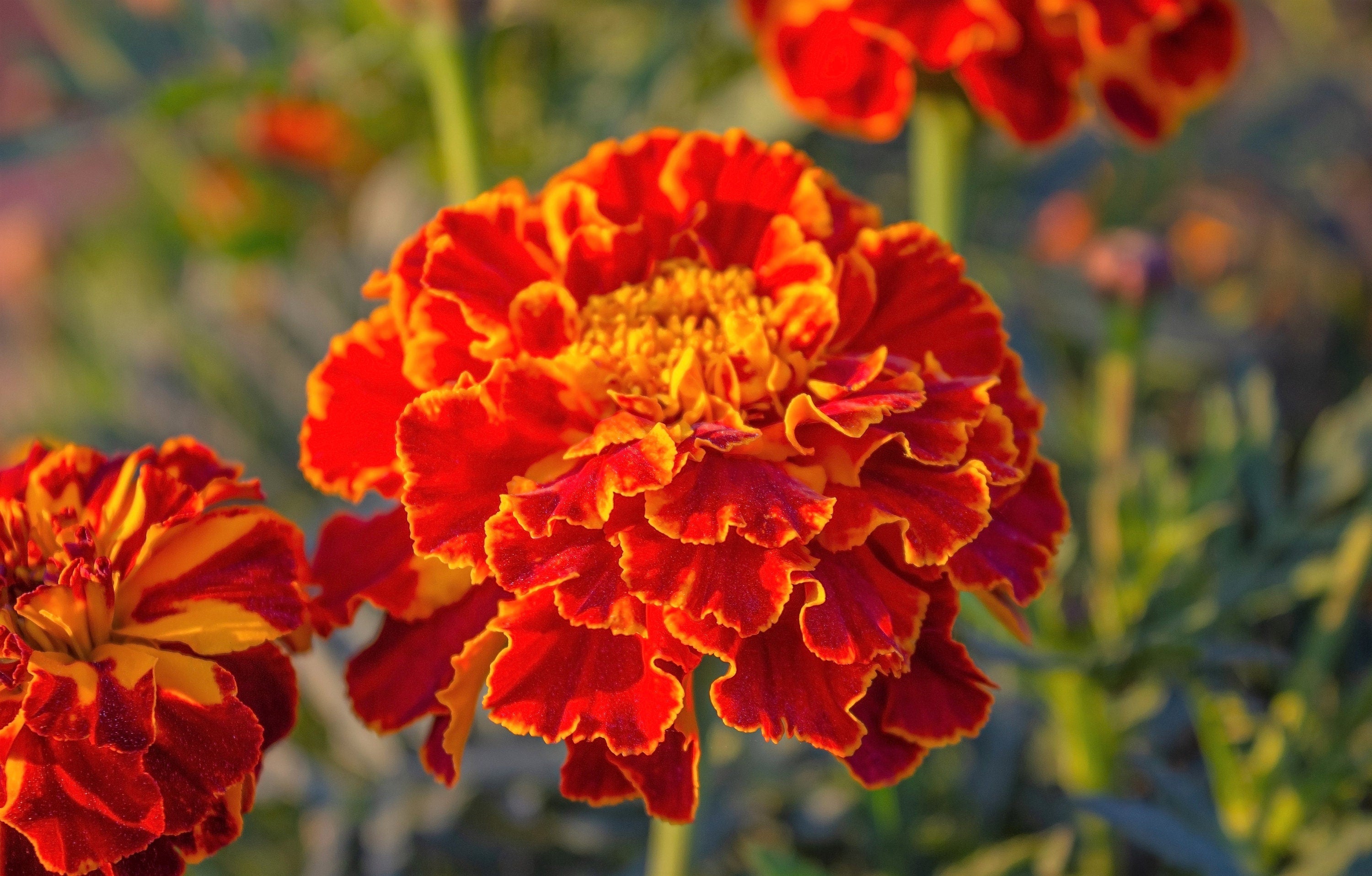 400 RED CHERRY MARIGOLD French Red & Yellow 2 Tone Tagetes Patula Flower Seeds