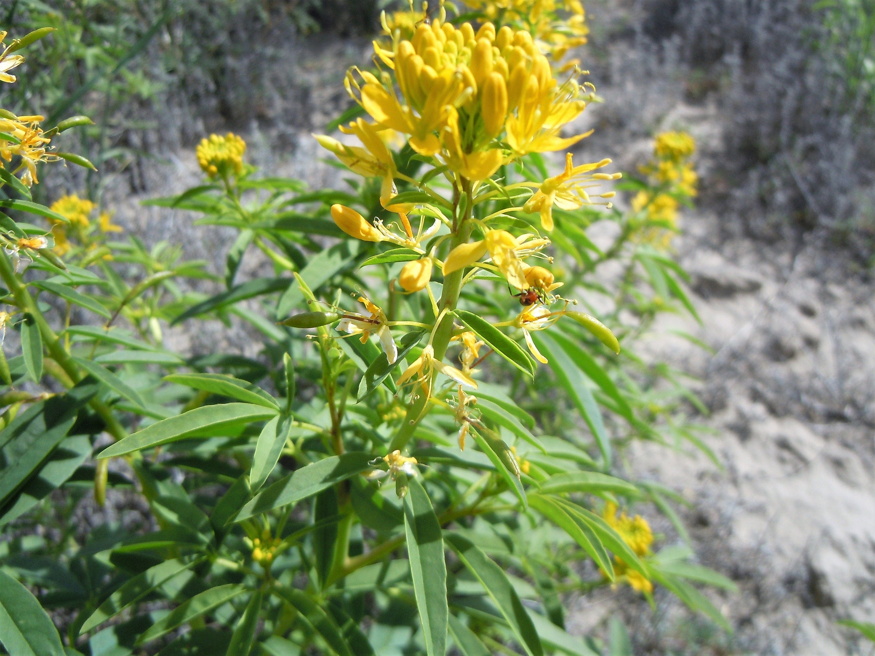 30 YELLOW BEEPLANT Cleome Lutea Golden Bee Plant Spiderflower Native Flower Seeds