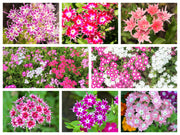 100 TWINKLE DWARF PHLOX Drummondii Cuspidata var. Stellaris Star Mix Two Tone Mixed Colors Pink Purple Red White Flower Seeds