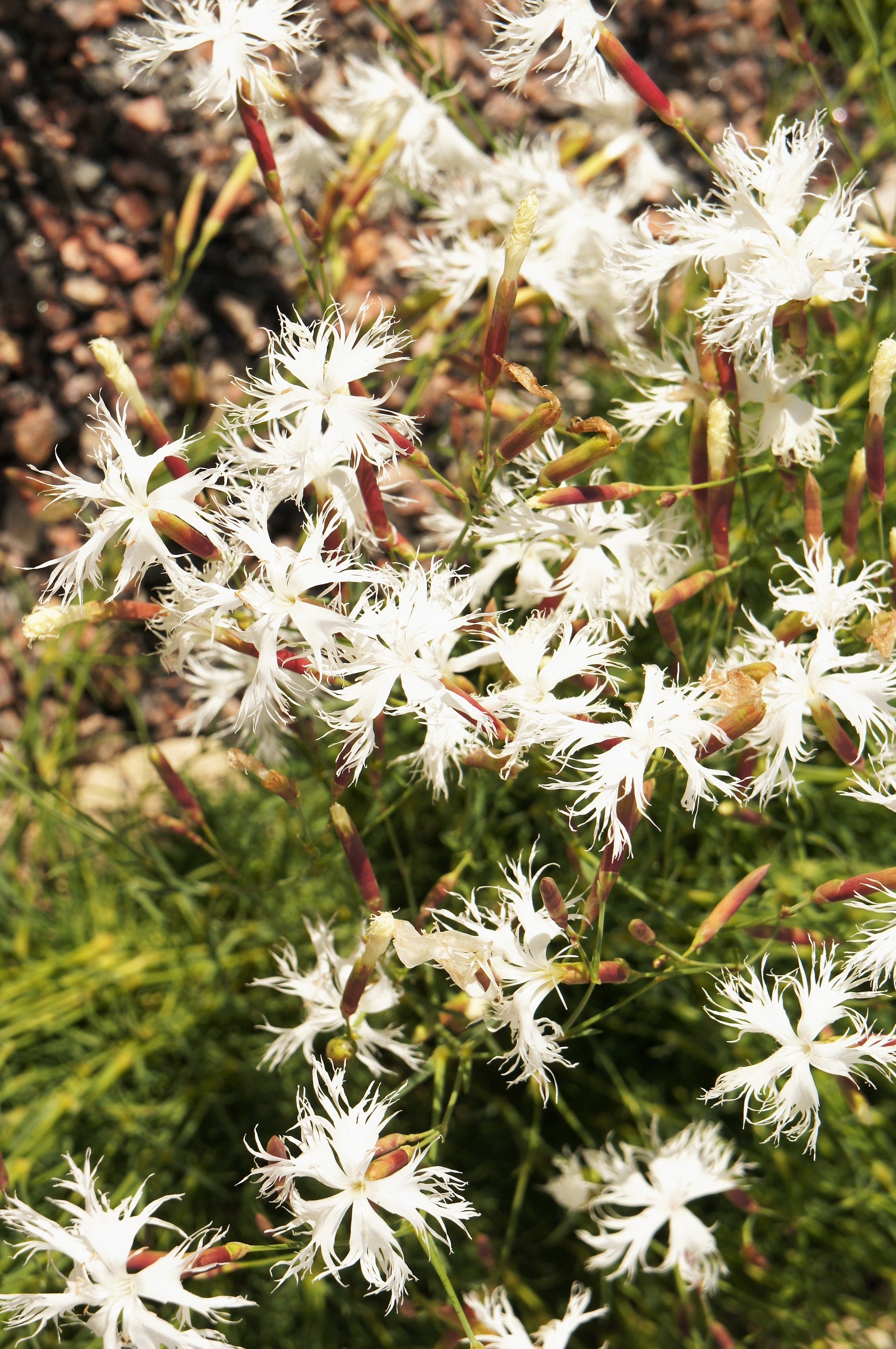 25 Dwarf LITTLE MAIDEN DIANTHUS Arenarius f. Nanus Fragrant White Flower Seeds