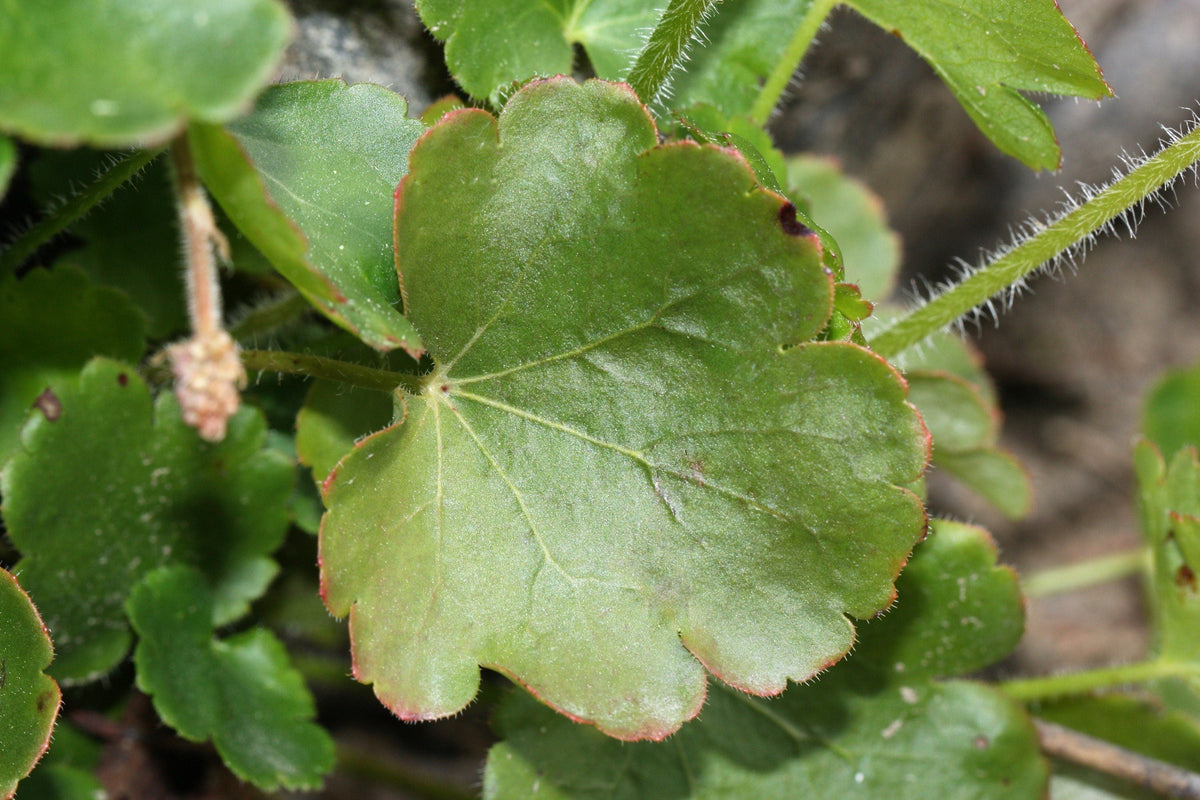 100 ALPINE CORAL BELLS Poker Heuchera Cylindrica Roundleaf Alumroot Sun or Shade Native Flower Seeds