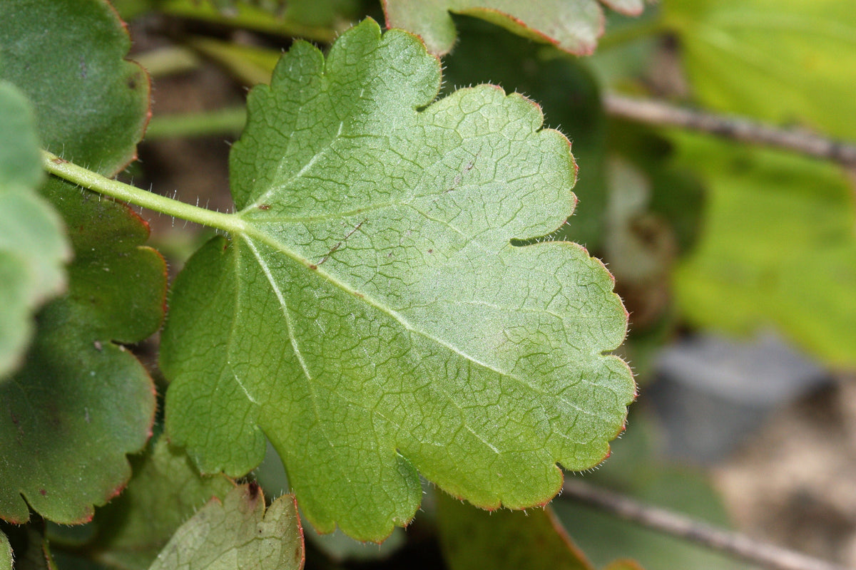 100 ALPINE CORAL BELLS Poker Heuchera Cylindrica Roundleaf Alumroot Sun or Shade Native Flower Seeds