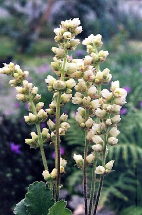 100 ALPINE CORAL BELLS Poker Heuchera Cylindrica Roundleaf Alumroot Sun or Shade Native Flower Seeds