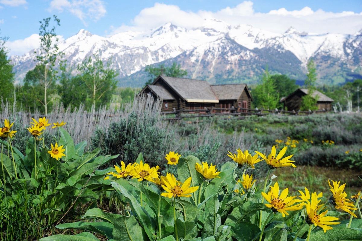 50 ARROWLEAF BALSAMROOT Oregon Sunflower Balsamorhiza Sagittata Native Huge Fragrant Flower Seeds