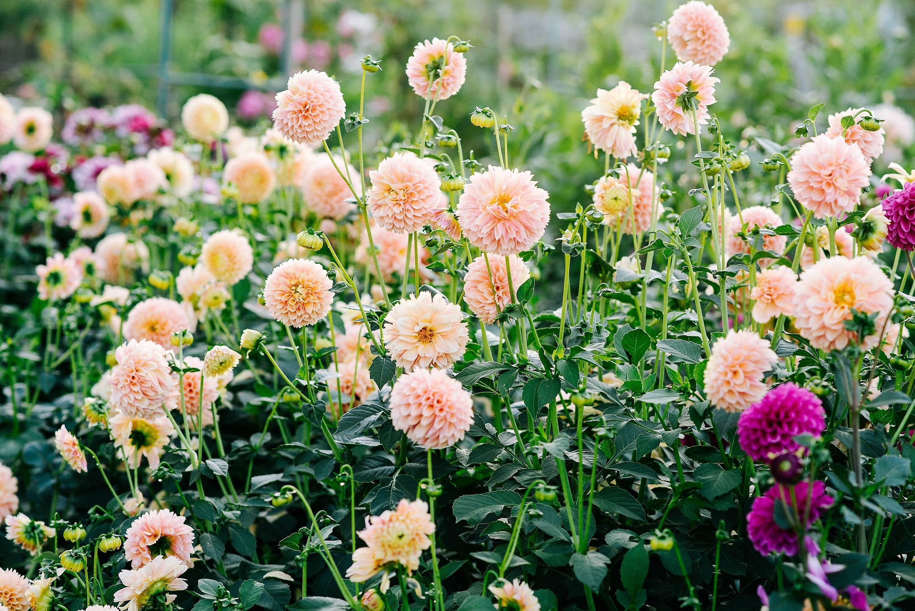 50 WATERCOLOR MIX DAHLIA Variabilis Double Bloom Mixed Colors Yellow Peach Pink Lavender Cream Orange Flower Seeds