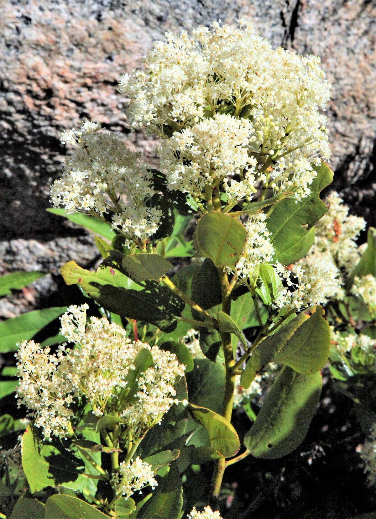 20 White SNOWBRUSH Ceanothus Velutinus aka Mountain Balm or Buckbrush Evergreen Native Flower Shrub Seeds