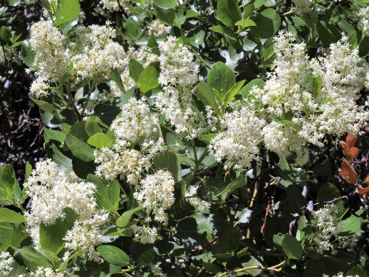 20 White SNOWBRUSH Ceanothus Velutinus aka Mountain Balm or Buckbrush Evergreen Native Flower Shrub Seeds