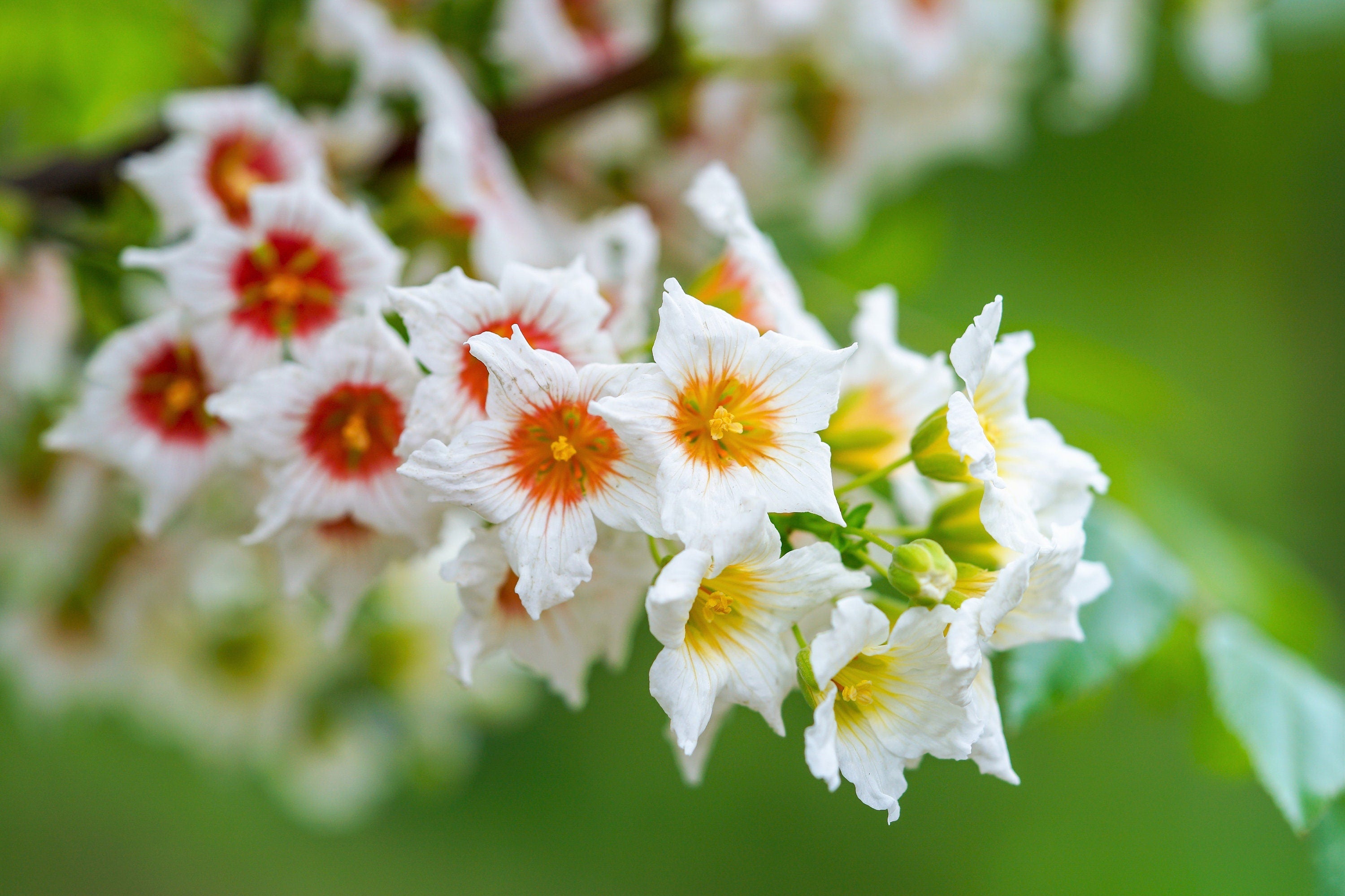 5 YELLOWHORN TREE Xanthoceras Sorbifolium aka Goldenhorn, Raintree, Chinese Flowering Chestnut - White Yellow Red Fragrant Flower Seeds