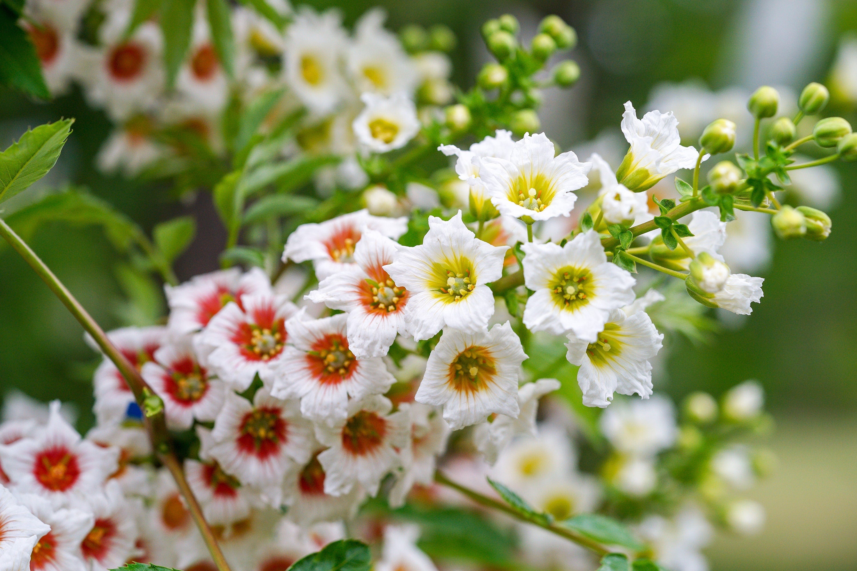 5 YELLOWHORN TREE Xanthoceras Sorbifolium aka Goldenhorn, Raintree, Chinese Flowering Chestnut - White Yellow Red Fragrant Flower Seeds