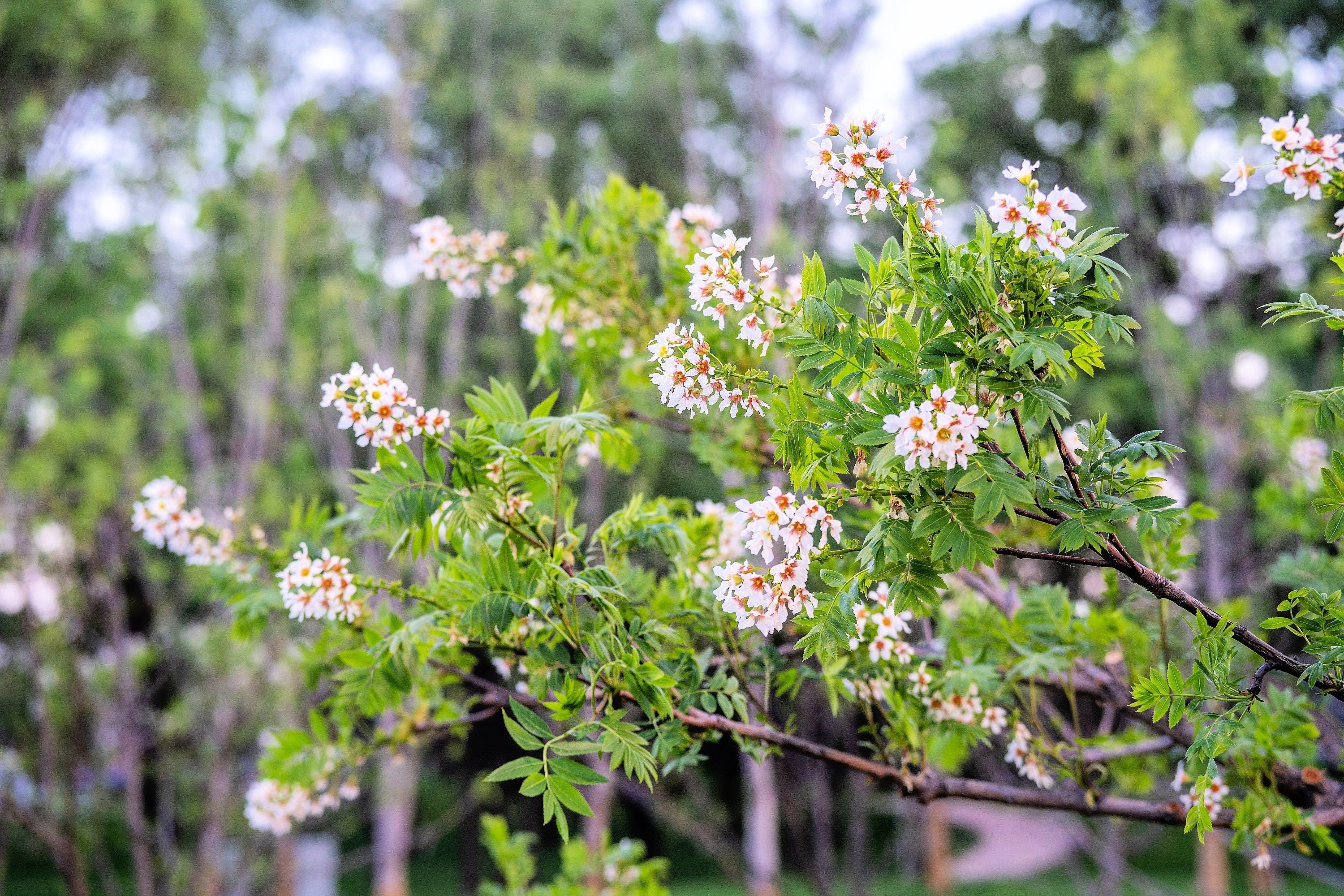 5 YELLOWHORN TREE Xanthoceras Sorbifolium aka Goldenhorn, Raintree, Chinese Flowering Chestnut - White Yellow Red Fragrant Flower Seeds