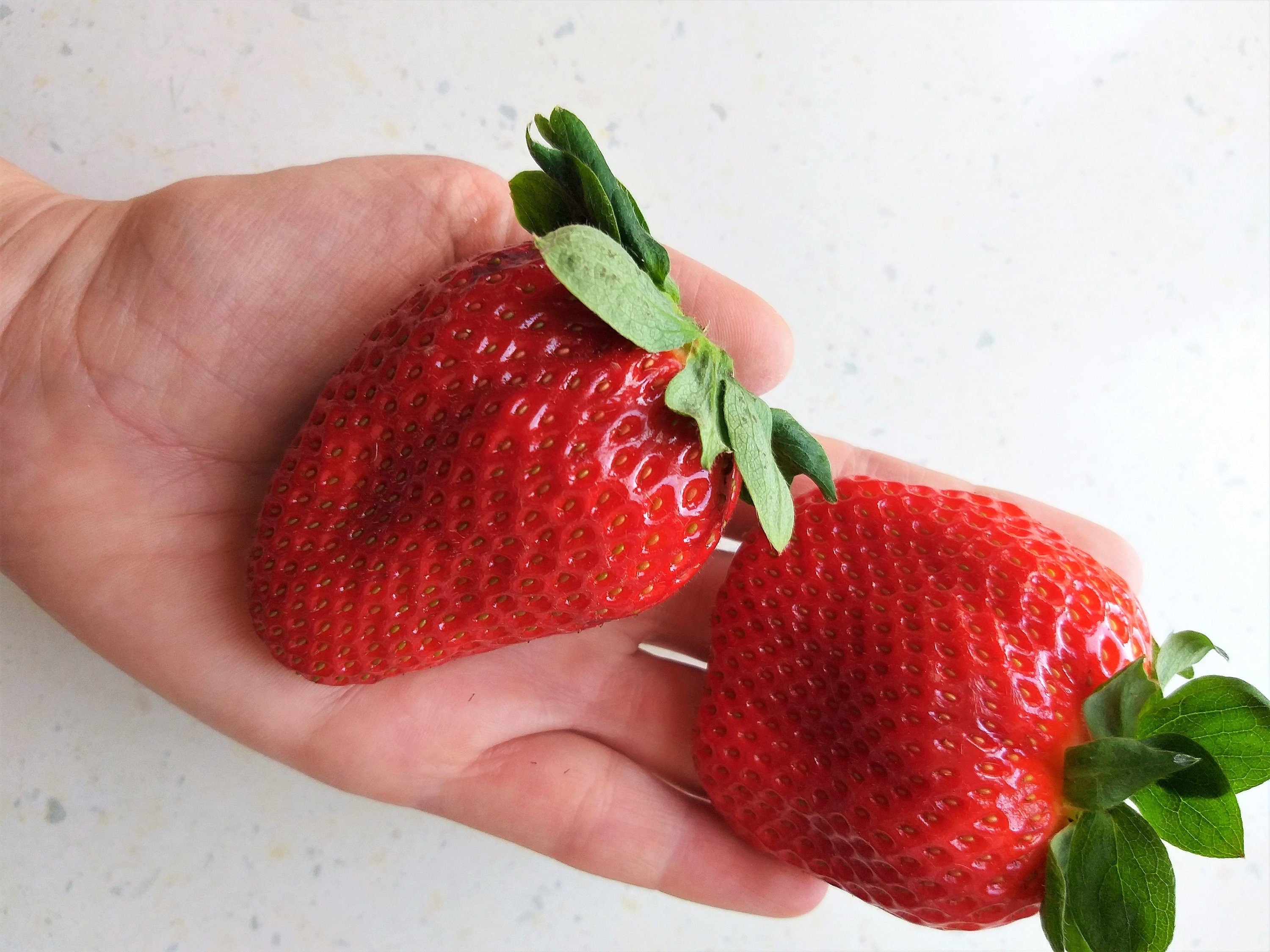 giant strawberry seeds 15 GIANT STRAWBERRY Fragaria spp June Bearing Huge Red Berry Fruit White Flower Seeds