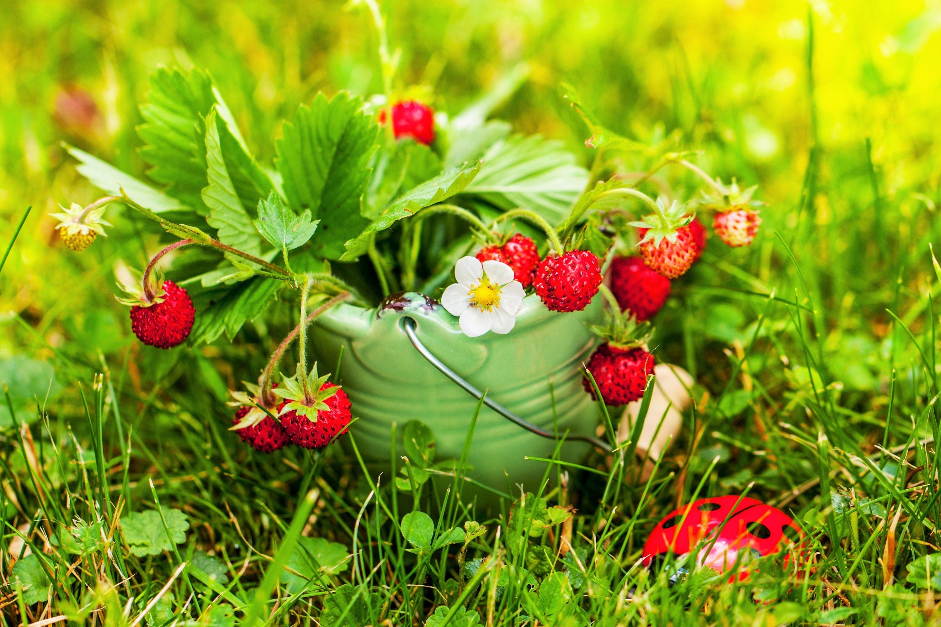 alexandria strawberry seeds 50 ALEXANDRIA STRAWBERRY Everbearing Alpine Fragaria Vesca Red Berry Fruit White Flower Seeds
