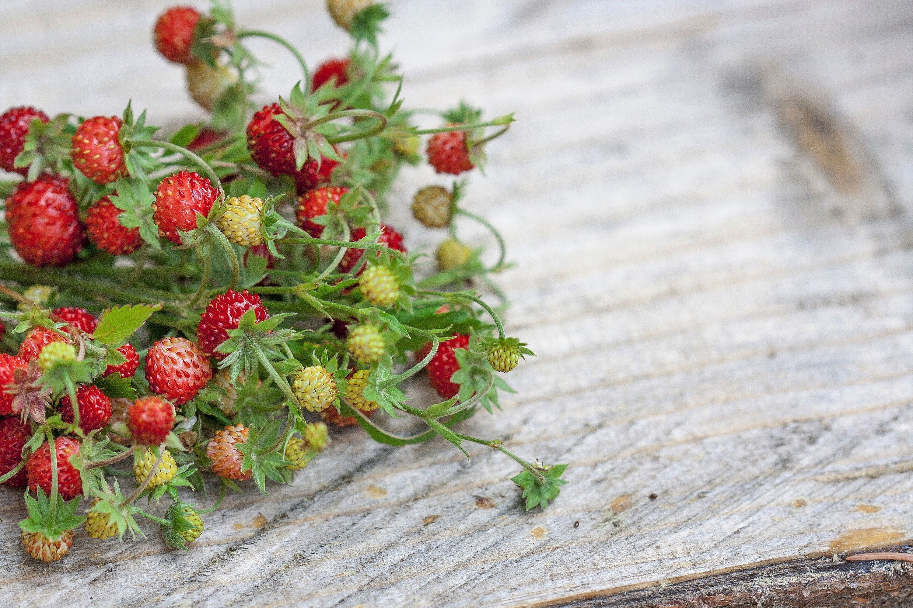 50 ALEXANDRIA STRAWBERRY Everbearing Alpine Fragaria Vesca Red Berry Fruit White Flower Seeds