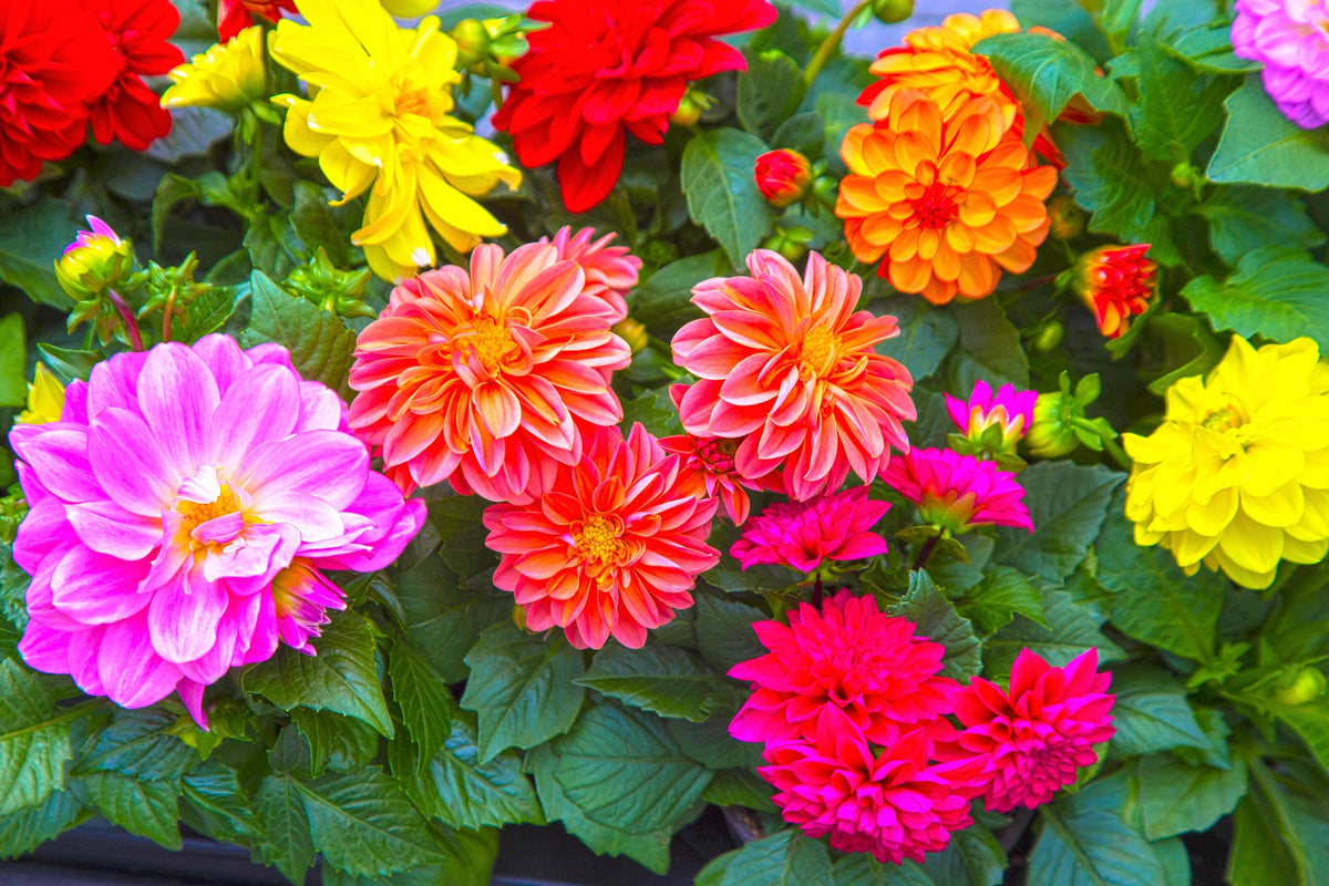 50 Unwins DWARF MIX DAHLIA Variabilis Mixed Colors Semi Double Bicolor Pink Purple Red Orange Yellow White Flower Seeds