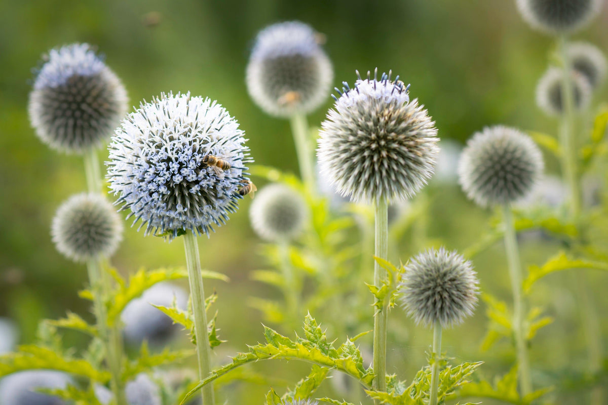 20 Silver GIANT GLOBE THISTLE Echinops Sphaerocephalus Great Globethistle Silvery White Flower Seeds