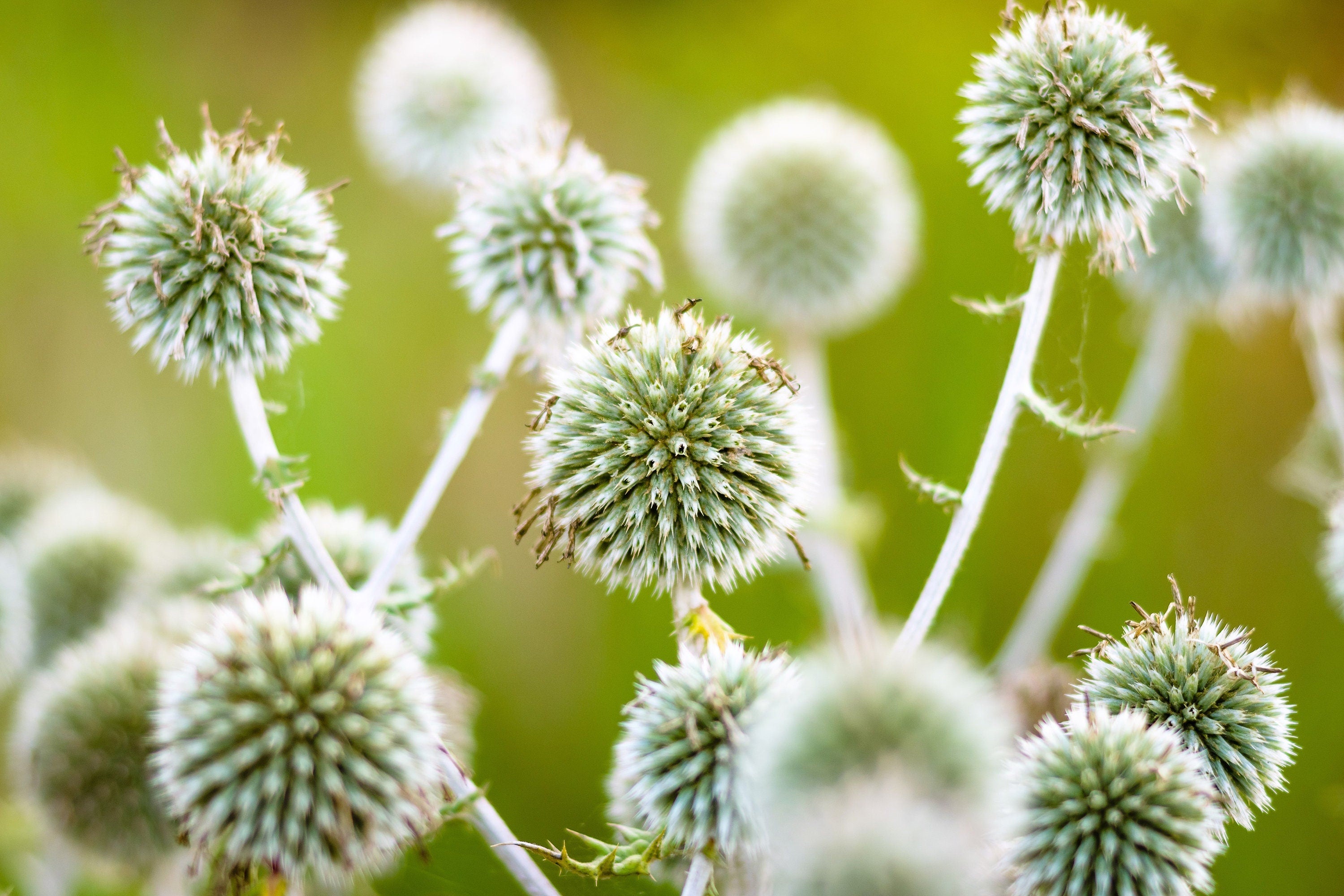 20 Silver GIANT GLOBE THISTLE Echinops Sphaerocephalus Great Globethistle Silvery White Flower Seeds