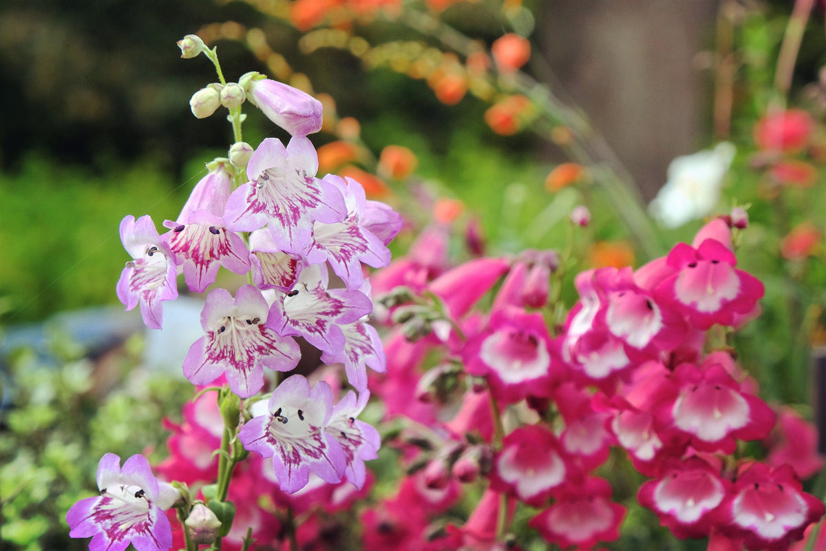 100 SENSATION MIX PENSTEMON Hartwegii Beardtongue Mixed Colors Two Tone Red, Pink, White, Purple, White Flower Seeds