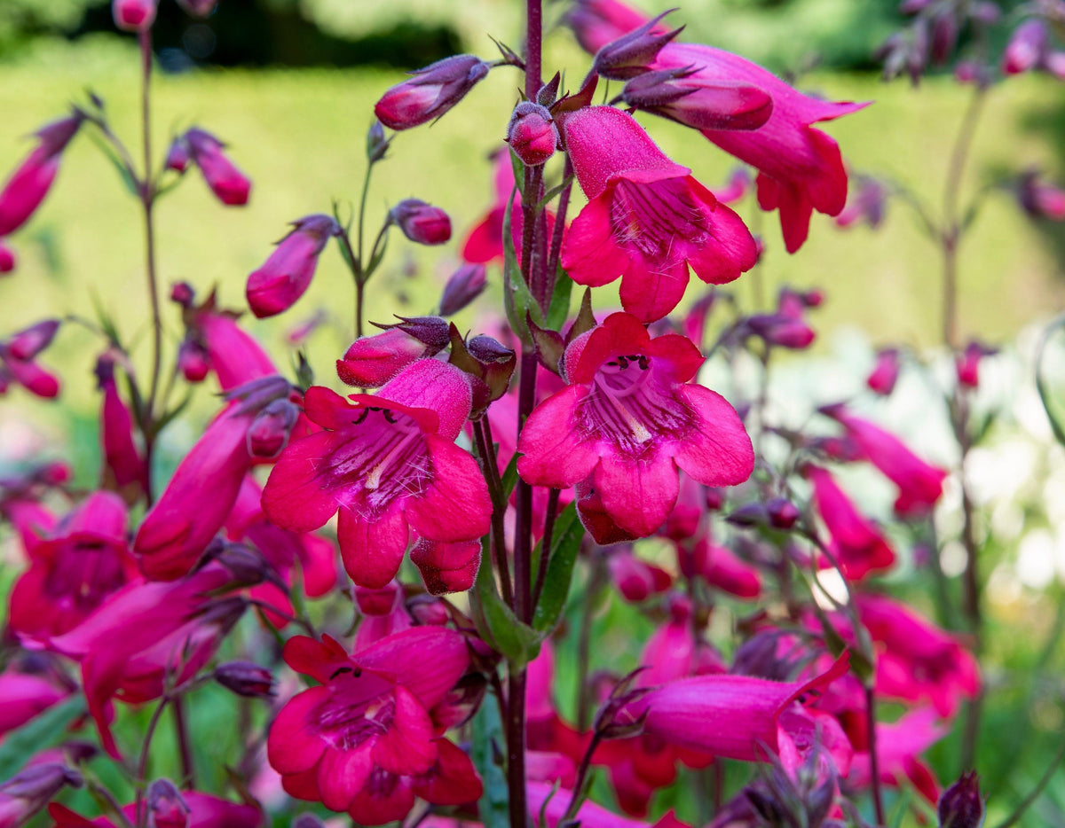 100 SENSATION MIX PENSTEMON Hartwegii Beardtongue Mixed Colors Two Tone Red, Pink, White, Purple, White Flower Seeds