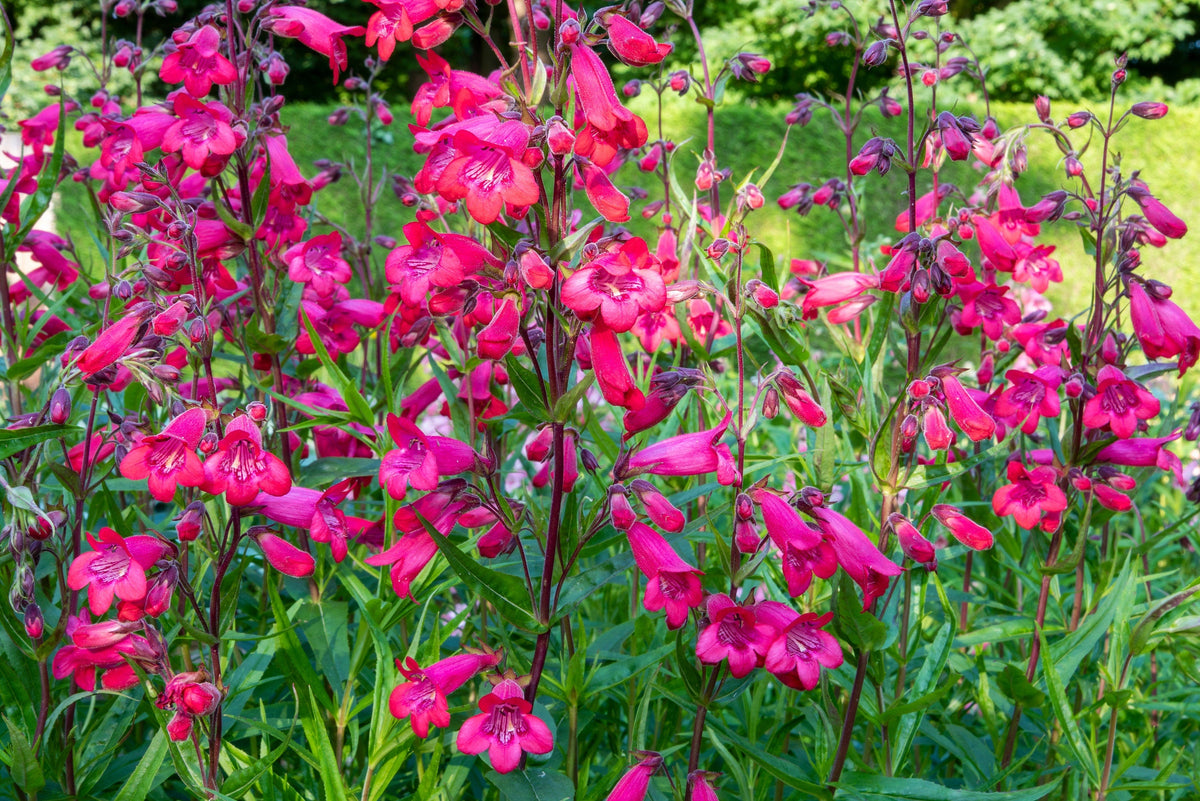 100 SENSATION MIX PENSTEMON Hartwegii Beardtongue Mixed Colors Two Tone Red, Pink, White, Purple, White Flower Seeds