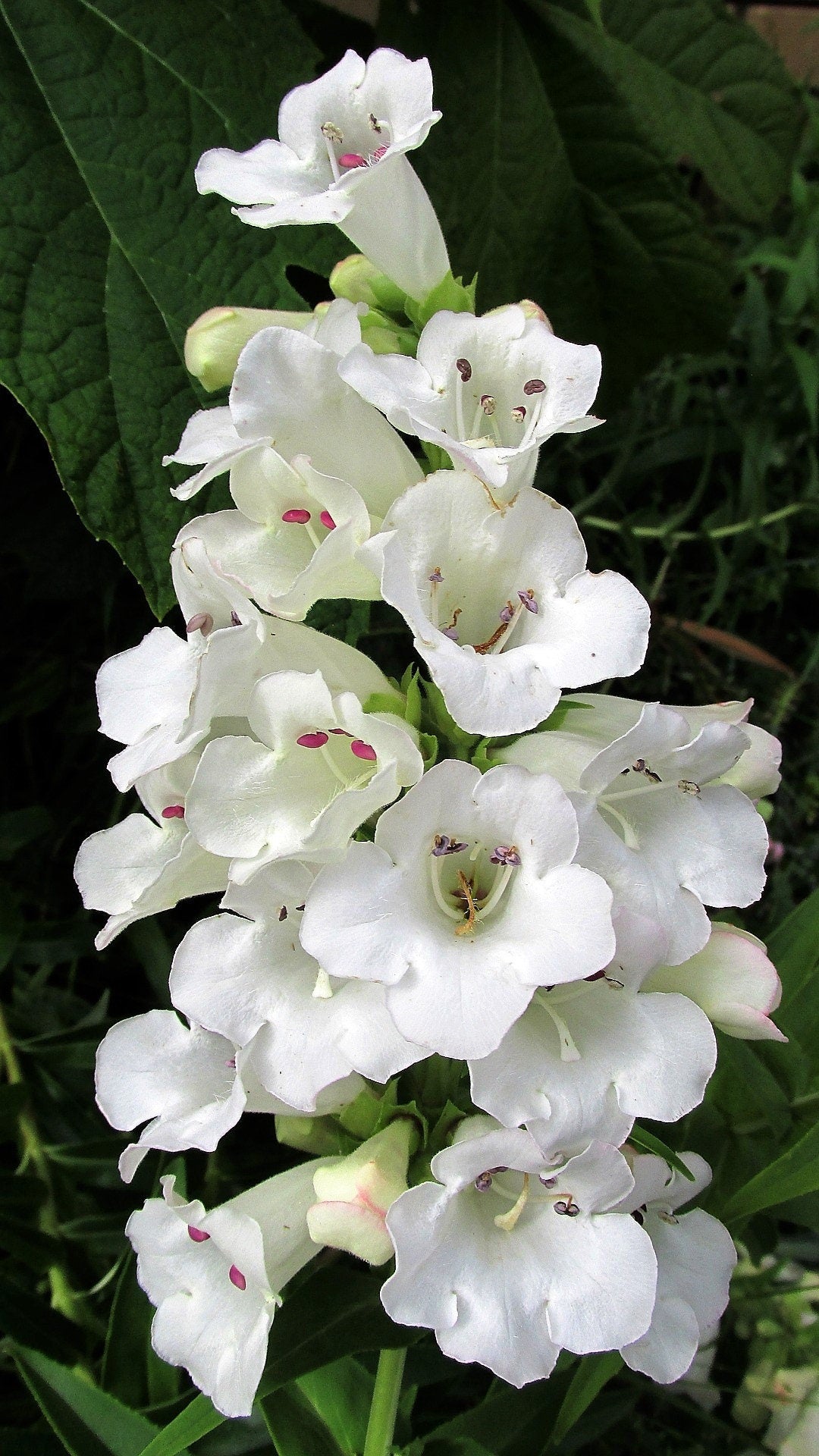 250 NATIVE MIX Beardtongue PENSTEMON Grandiflorus, Strictus, Cobaea, Palmeri, Digitalis, Pallidus - Pink White Blue Purple Flower Seeds