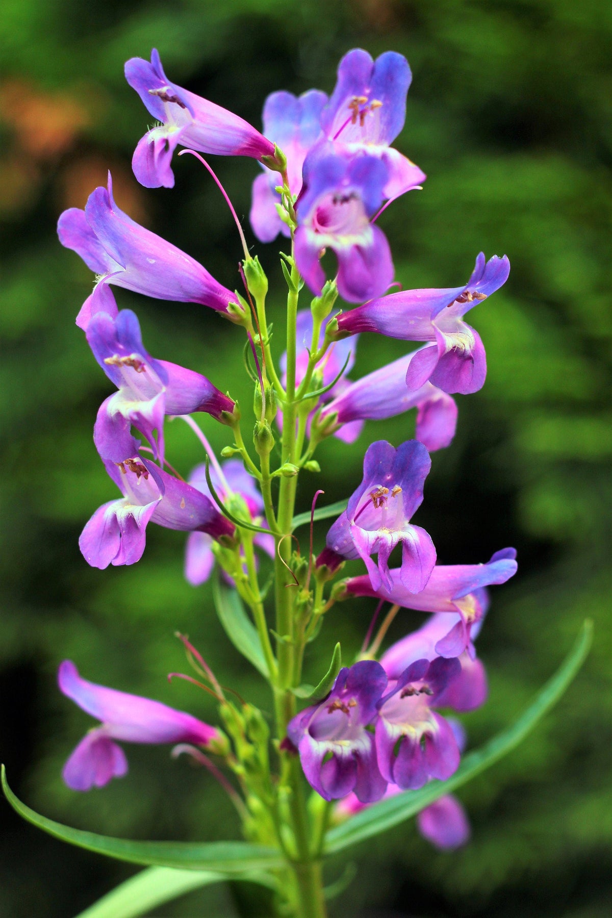 250 NATIVE MIX Beardtongue PENSTEMON Grandiflorus, Strictus, Cobaea, Palmeri, Digitalis, Pallidus - Pink White Blue Purple Flower Seeds