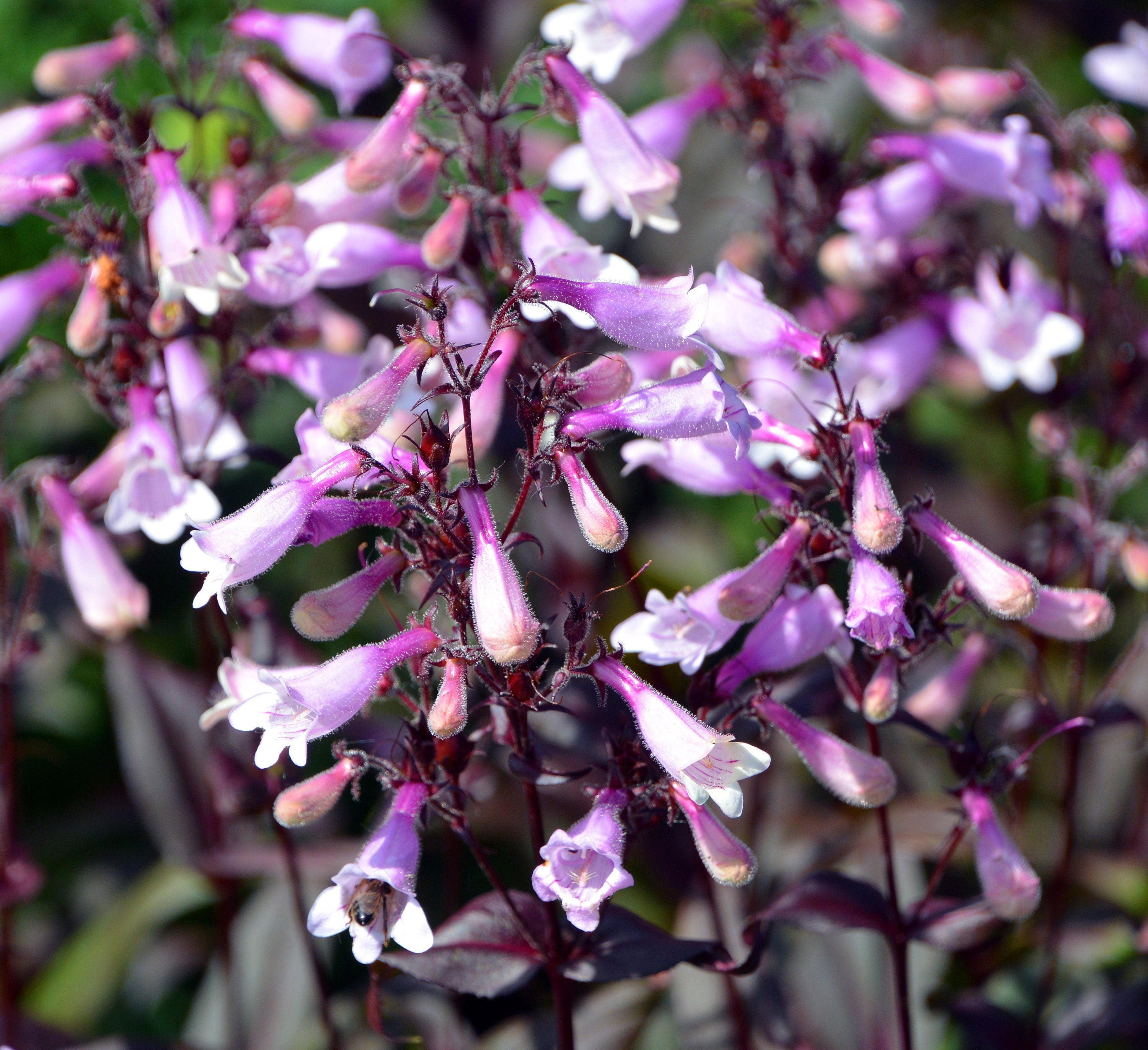 250 NATIVE MIX Beardtongue PENSTEMON Grandiflorus, Strictus, Cobaea, Palmeri, Digitalis, Pallidus - Pink White Blue Purple Flower Seeds