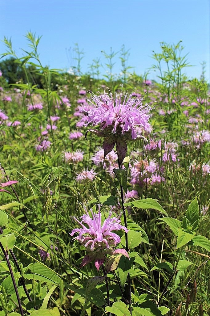 1000 WILD BERGAMOT Monarda Fistulosa aka Mintleaf Bee Balm & Oswego Tea Native Herb Purple Flower Seeds